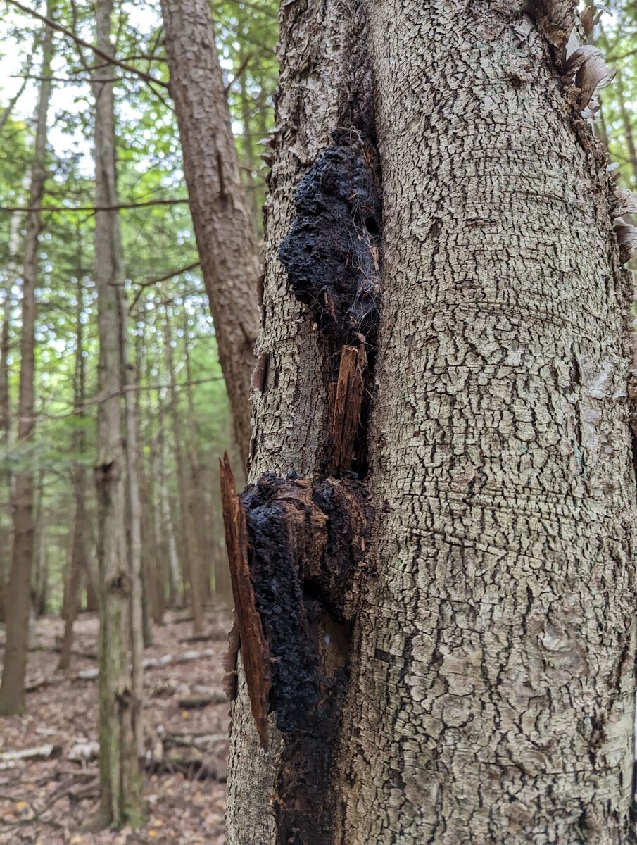 a tree that has been cut down in the woods